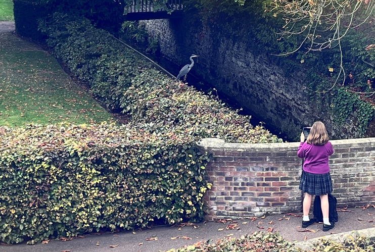 BGS_EnglishDept's tweet photo. 'How long will he remain, how long
Have the grey woods been green?' (Vernon Watkins; The Heron) 
An unexpected visitor at school during lunch time today, causing quite a stir! I wonder what creativity he might inspire this afternoon? #BGSThinksDifferently https://t.co/tJsUb4pqfs