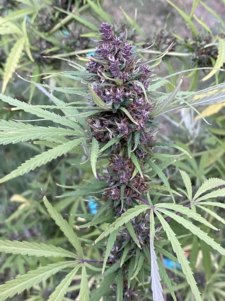 She’s doing things on these cool nights