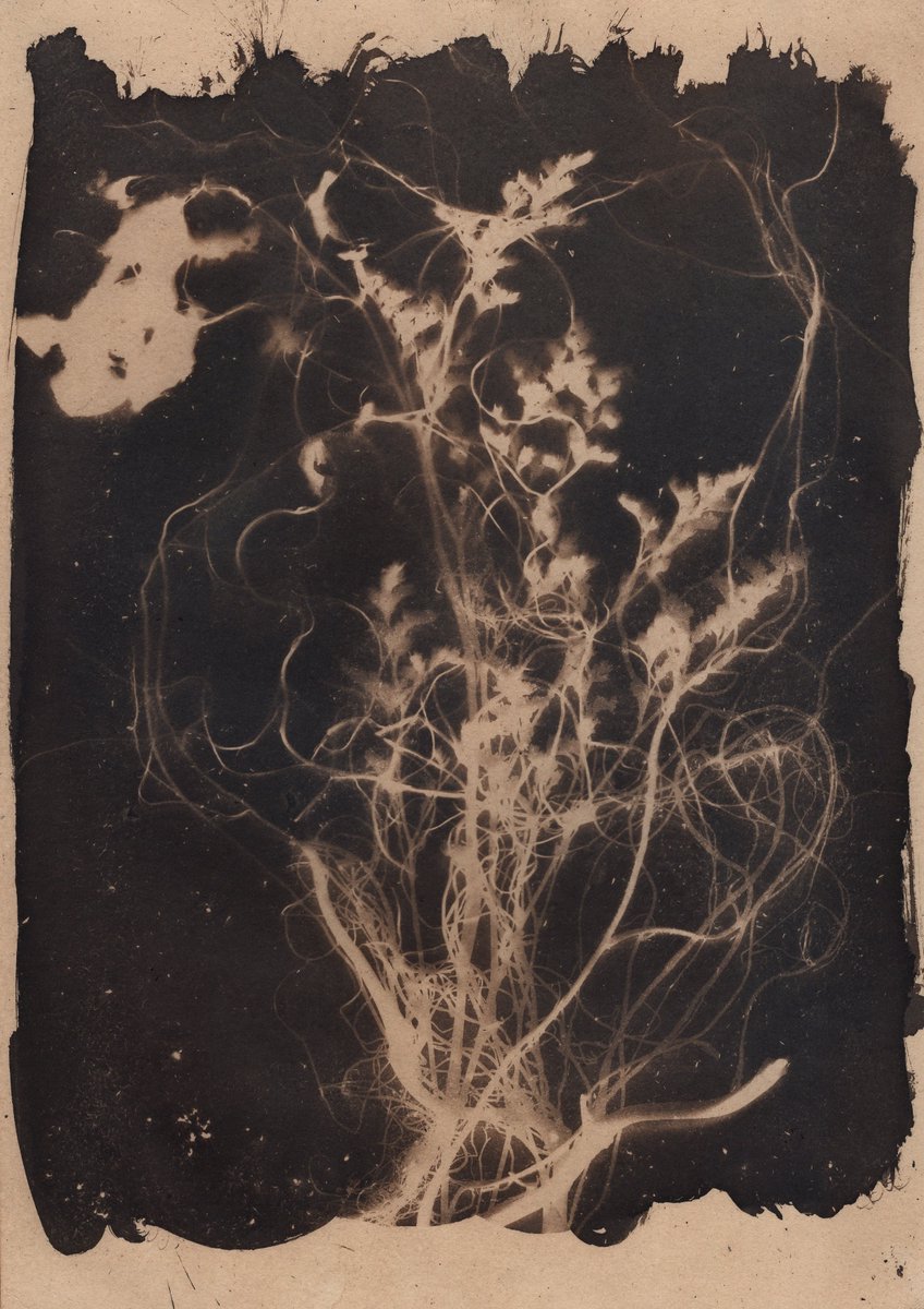 "Roots"

Cyanotype print on watercolor paper 300gsm, and continue with coffee toning.  Original artwork size 21 x 29.7 cm