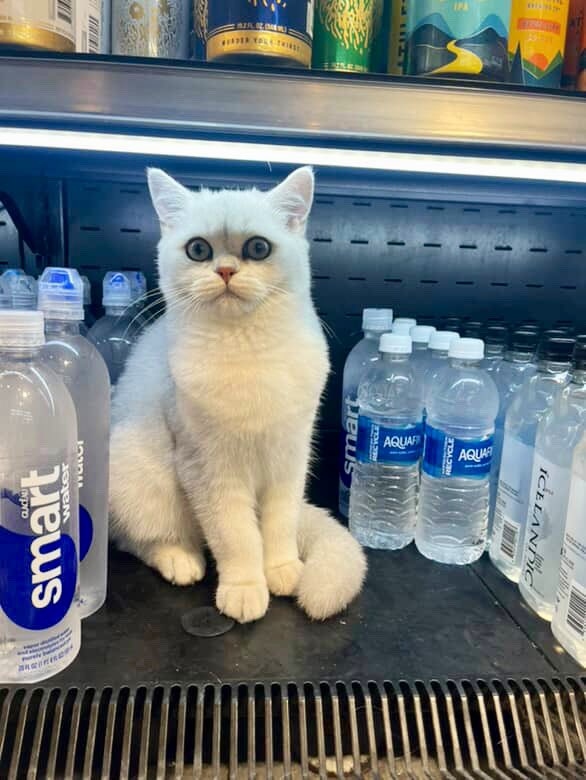 Bodega Cats (@bodegacats_) on Twitter photo 