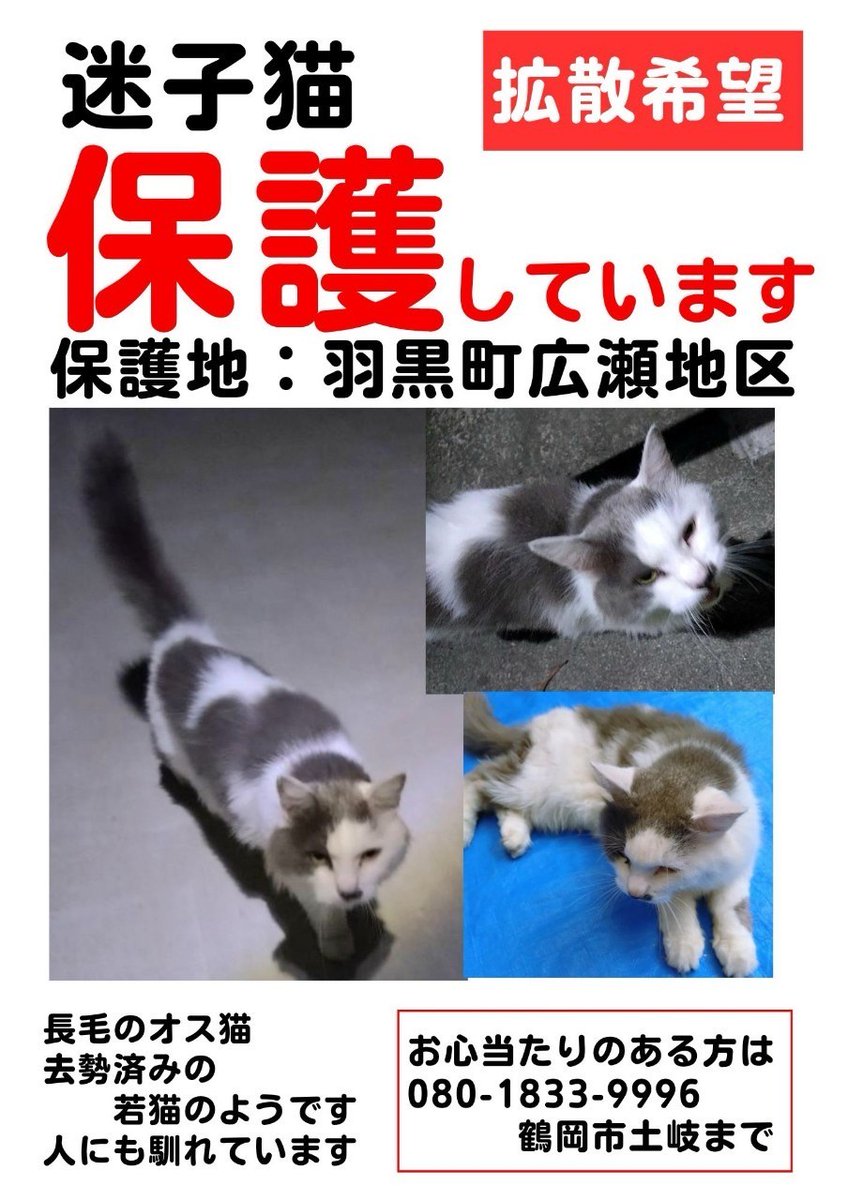 【拡散希望！】
迷子猫です！鶴岡市広瀬地区！！飼主さんに繋がれーー！
#迷子猫
#羽黒町広瀬地区 
#鶴岡市
##拡散希望︎
