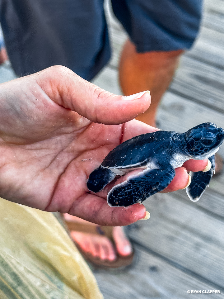 Gulfster.com tweet media