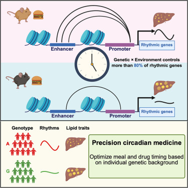 Genetics-nutrition interactions control diurnal enhancer-promoter dynamics and liver lipid metabolism dlvr.it/TNYFDp