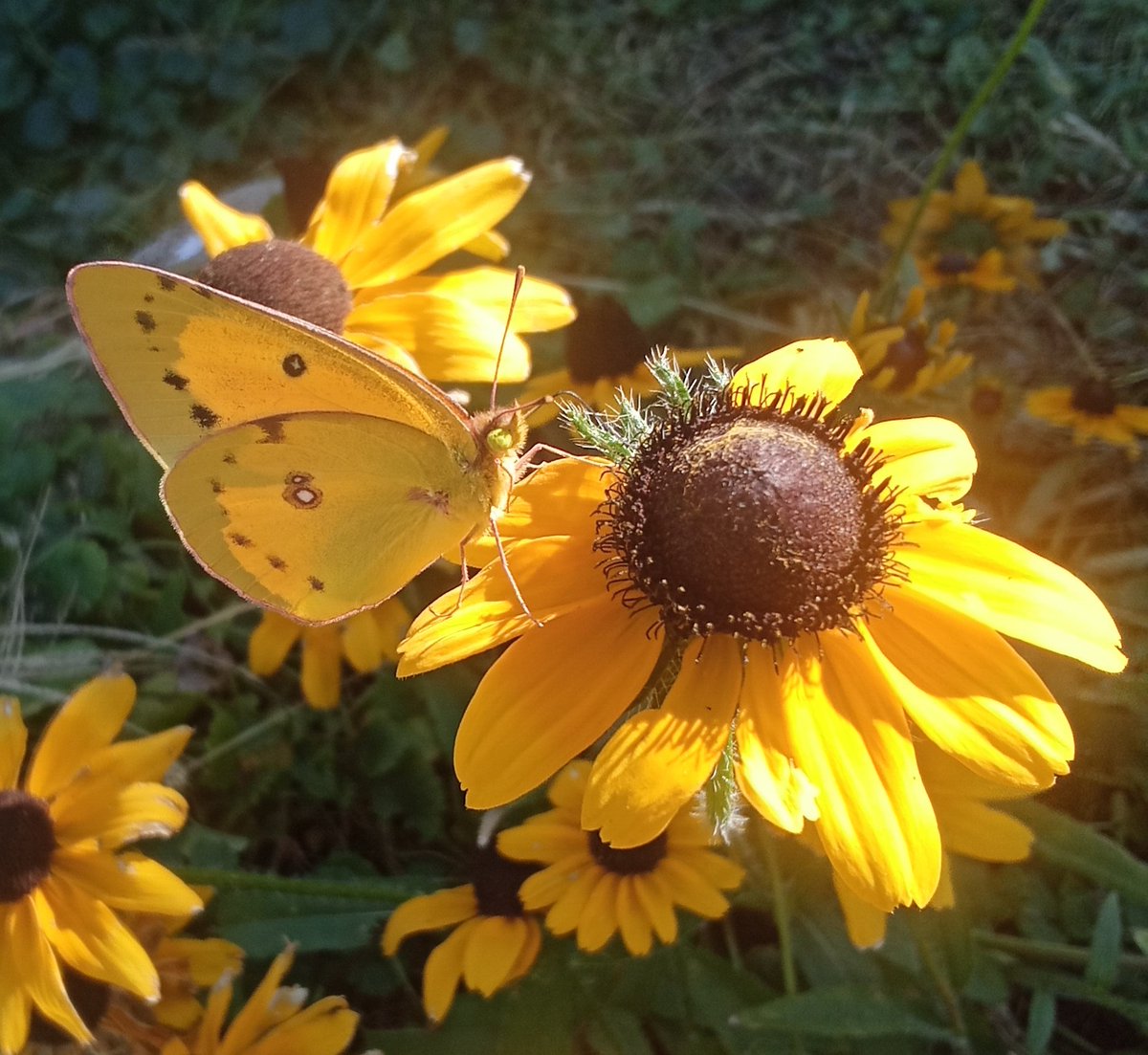 Solstice Bounty tweet media