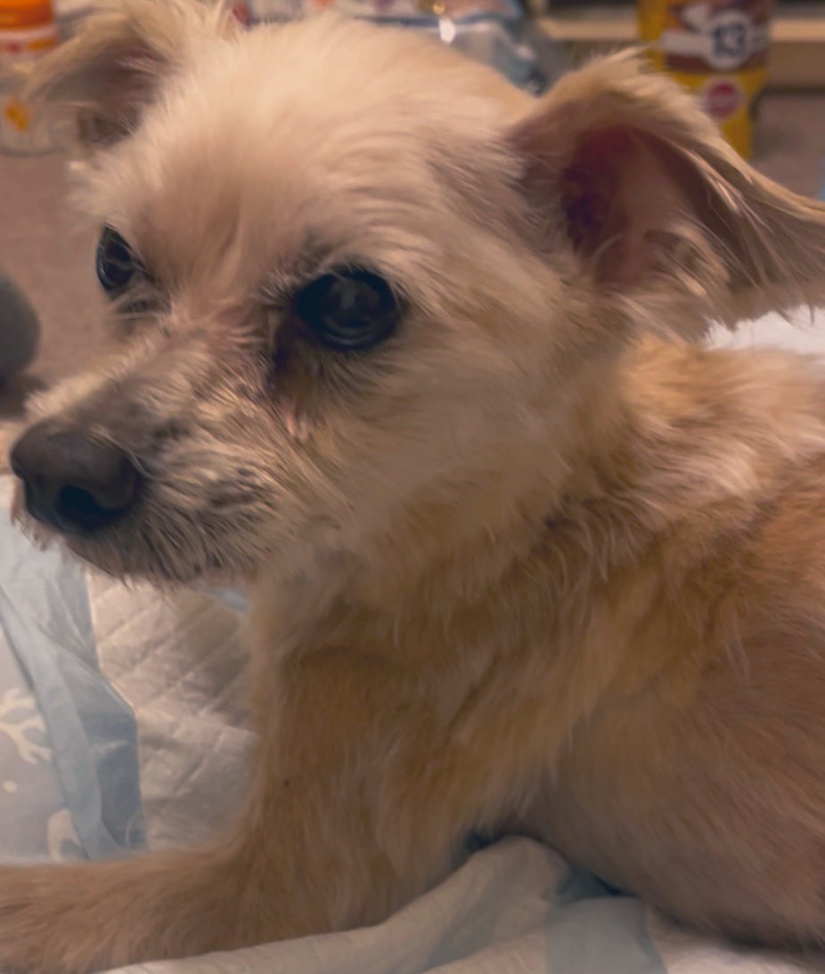 OVER THE DOGS 夕方ガタガタ19 CD オバ犬 Yahoo!オークション - OVER THE DOGS 夕方ガタガタ19 CD オバ犬