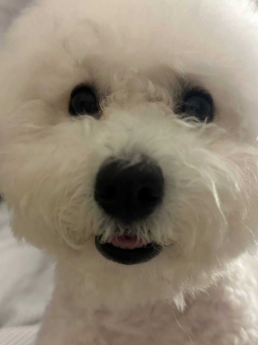 순간의 오시온 tweet media