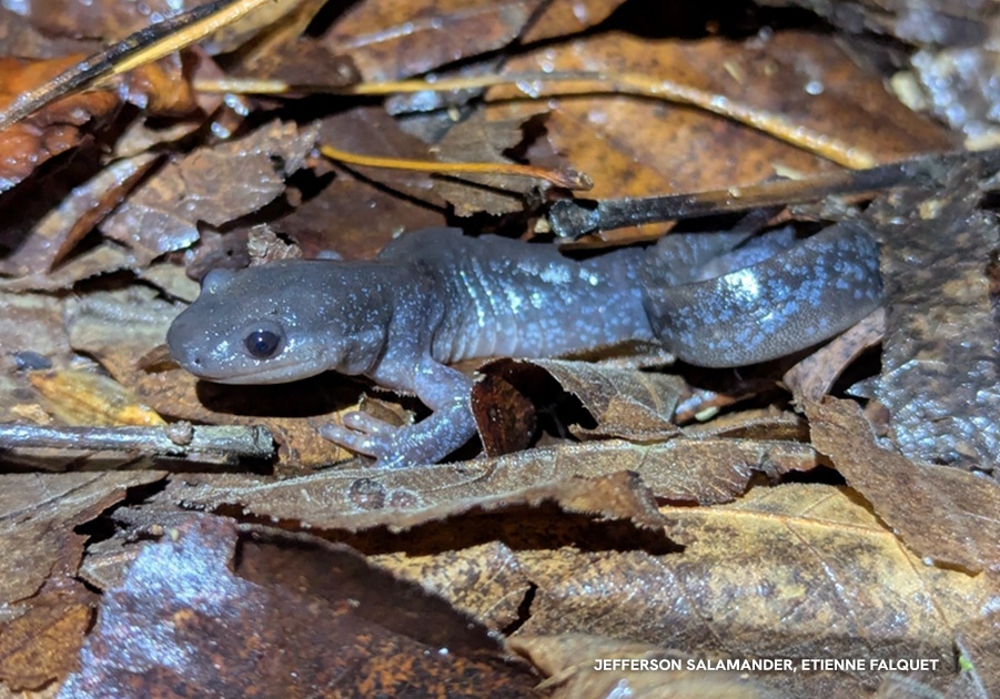 NWF's tweet photo. Who’s in those yard waste bags? 👀

🐛 Moths
🦋 Butterflies
💡 Fireflies
🦎 Salamanders
🐝 Native Bees 
🐜 and more 

 When you dispose of your leaves, you’re also throwing away about 45% of your spring butterfly and moth populations. 📉

Learn more 📲: https://t.co/12moDXFYCo https://t.co/LxnJlO7nBb