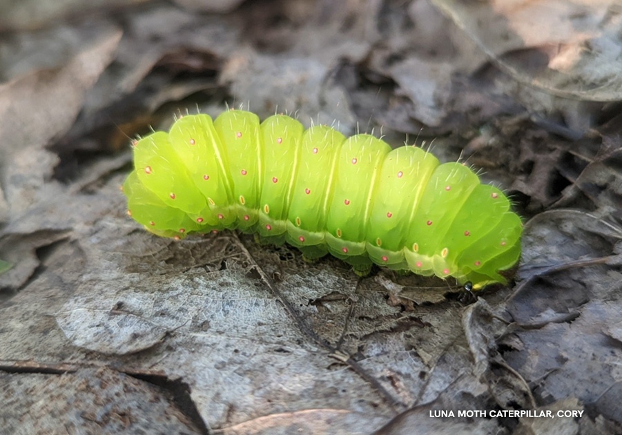 NWF's tweet photo. Who’s in those yard waste bags? 👀

🐛 Moths
🦋 Butterflies
💡 Fireflies
🦎 Salamanders
🐝 Native Bees 
🐜 and more 

 When you dispose of your leaves, you’re also throwing away about 45% of your spring butterfly and moth populations. 📉

Learn more 📲: https://t.co/12moDXFYCo https://t.co/LxnJlO7nBb