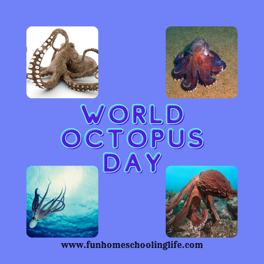 Fun_Homeschool's tweet image. World Octopus Day is a great day to do a study on the habitat and life of an Octopus. Did you know that some only live for about six months? Enjoy your exploration of this underwater creature.
#worldoctopusday, #octopusday, #funhomeschoolinglife