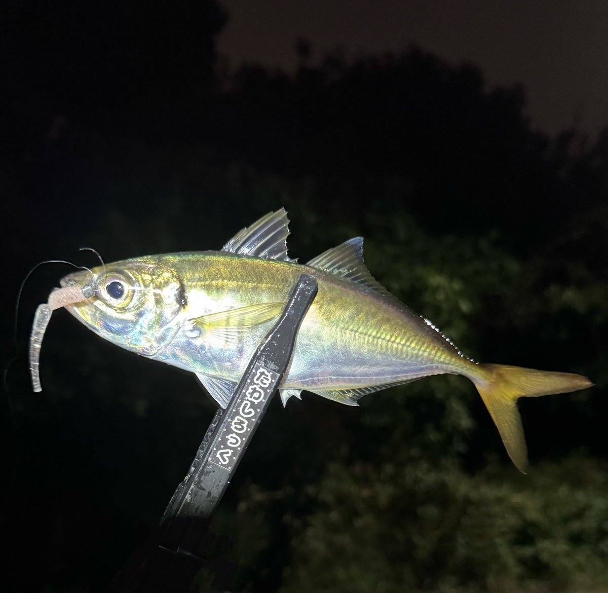 334in.com】marine fish.CjGZW – търсене / X