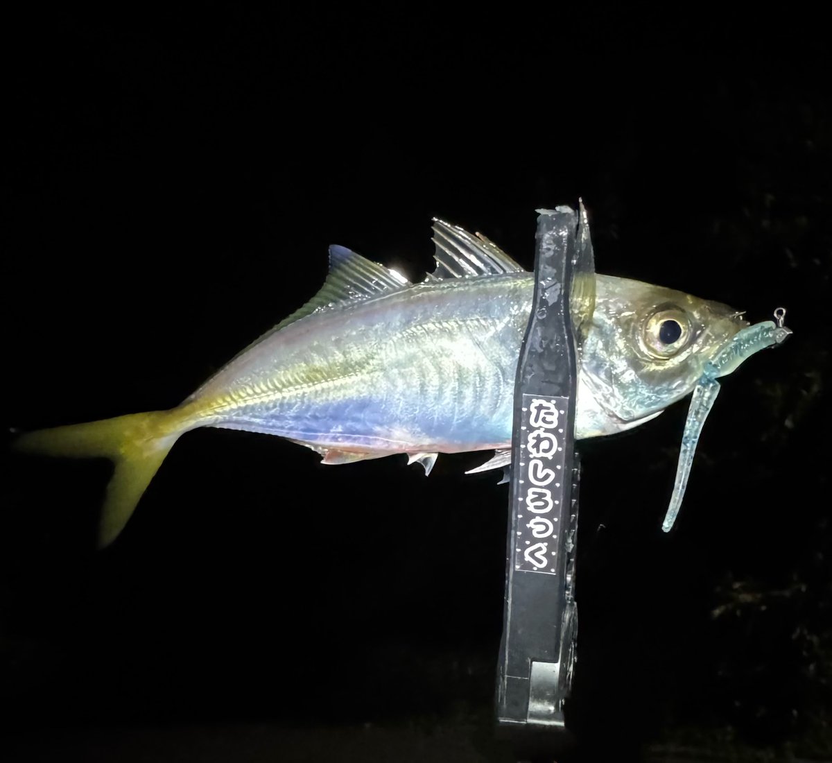 334in.com】marine fish.CjGZW – търсене / X