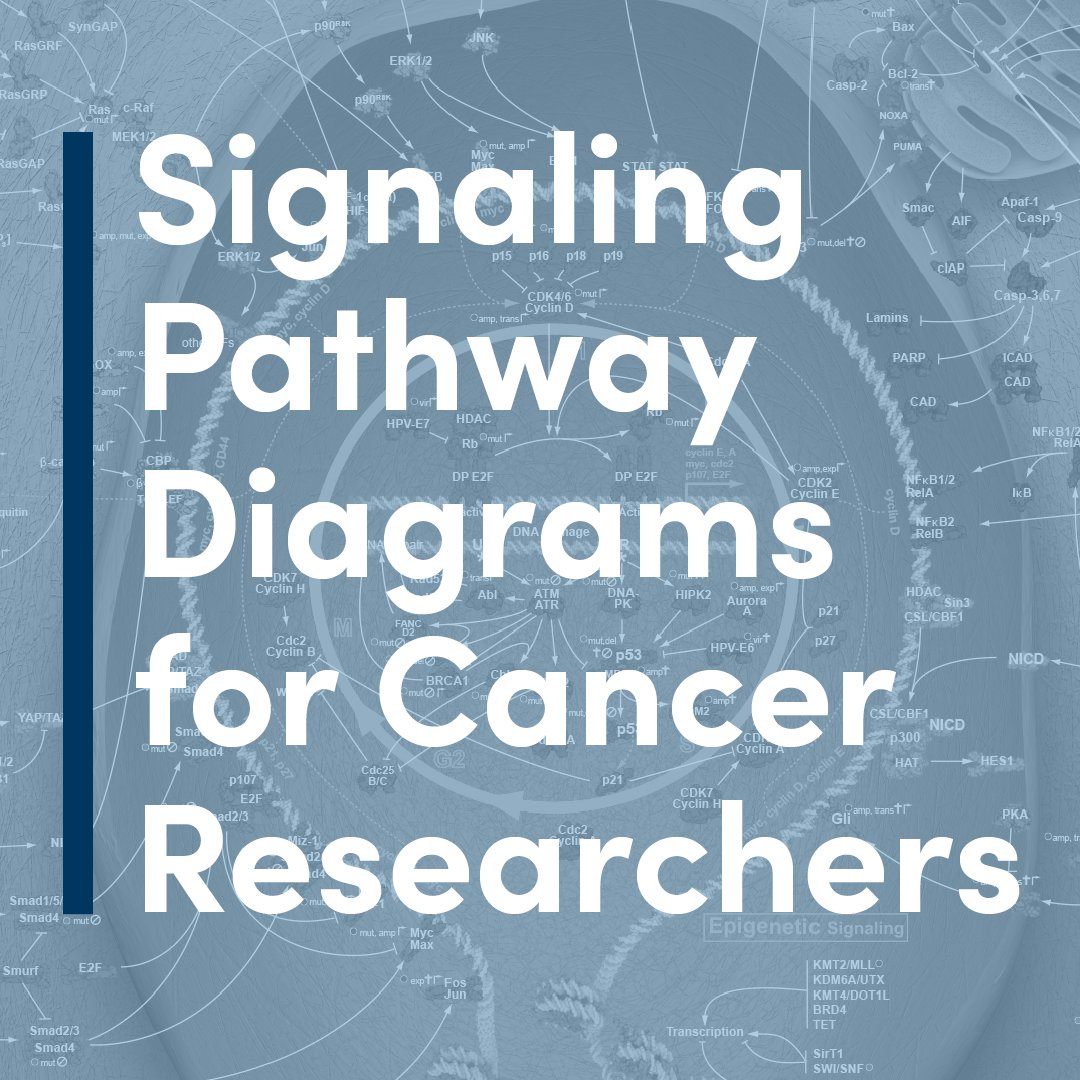 CellSignal's tweet image. Download this collection of signaling pathways to get an overview of the proteins that drive:

✅ DNA Damage and p53 Signaling
✅ PI3 Kinase/Akt Signaling
✅ Regulation of Apoptosis

….and more.

Get started now: hubs.ly/Q03L1w9h0
