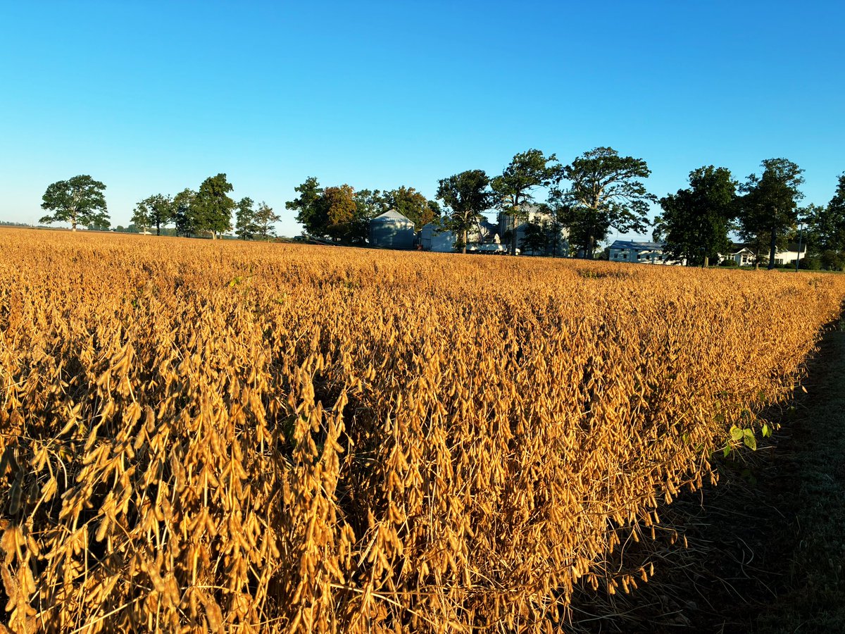 Relay bean field of my lifetime.