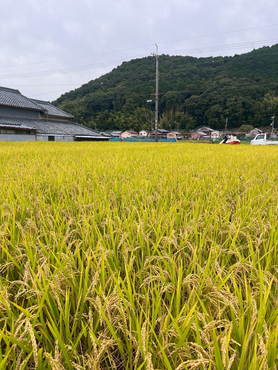 miyu2ka's tweet photo. 今年も無事稲刈り終わりました🌾
お姉ちゃん夫婦&amp;愛しの姪っ子・甥っ子
ありがとう♡

⚠️使わなくなった玄米の冷蔵庫持ってる人探してます🙇‍♀️
何か情報ありましたらメッセージください‼︎ https://t.co/y9O4t72Tin