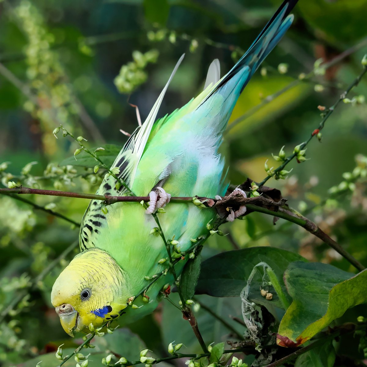 Above96th's tweet image. I&apos;m happy to report our Central Park Budgie is still hanging around and appears to be doing well! We have yet to have cold weather though... 💚💙💚 #Budgie #CentralPark #birdcpp