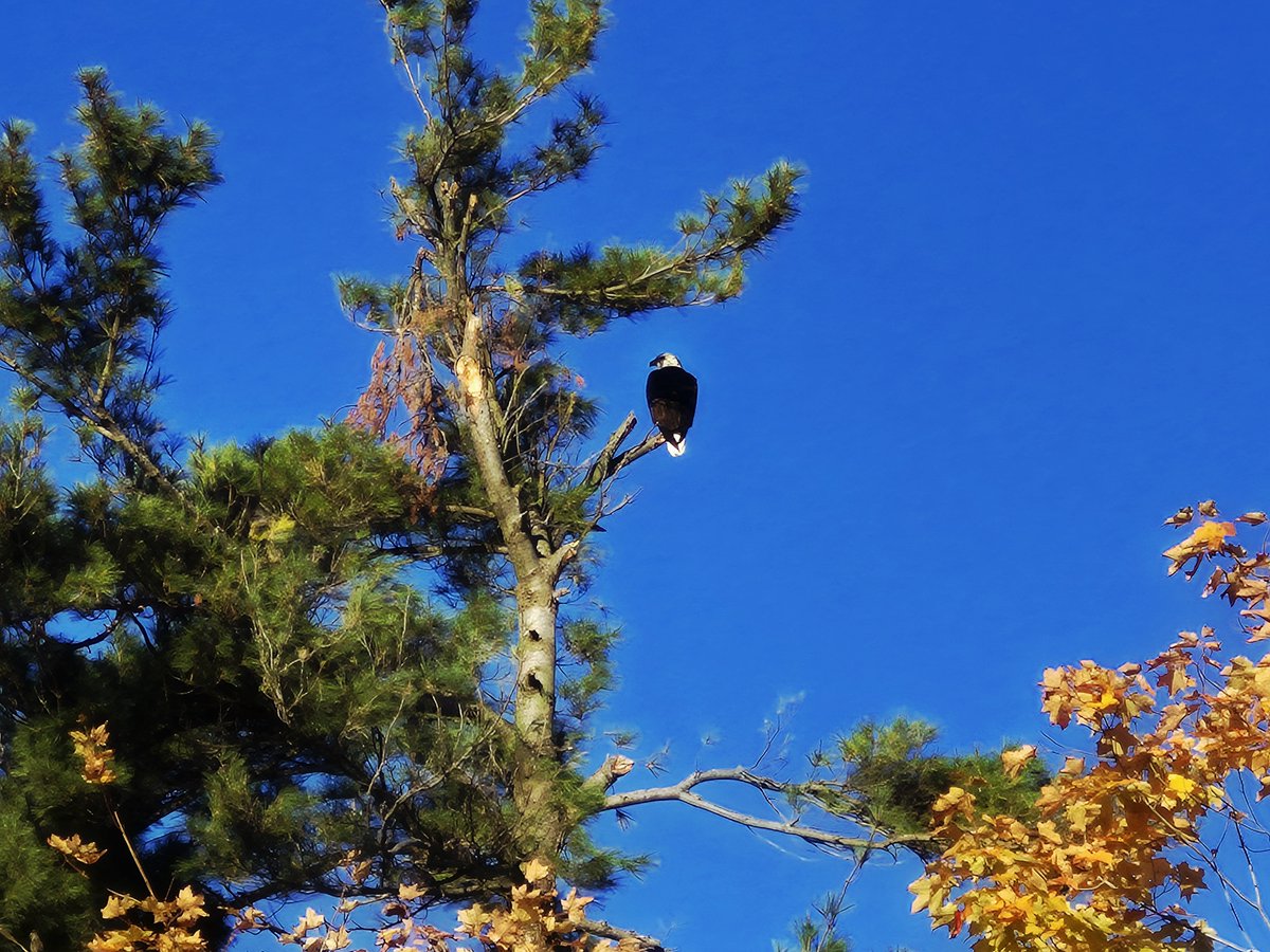 Someone was keeping watch over our gate staff this week at #TheMass 

A few fun facts about the majestic Bald Eagle (Haliaeetus leucocephalus)

🦅They mate for life
🦅Tree nests can be up to 10ft wide &amp; weigh 2000lbs
🦅Their vision is 8x stronger than ours

#WildlifeWednesday