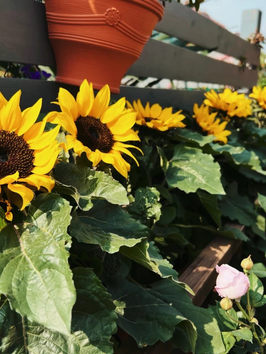 Like sunflowers turning to the sun and roses awaiting their bloom—let’s face today with hope and light. Good morning ❤️🌻🌹