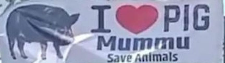 Anil000789's tweet image. #इंदौर के बंगाली चौराहा पर
 "I ♥️ Pig" के पोस्टर

पोस्टर लगाने वाले पशु प्रेमी का दिल से धन्यवाद 
जानवर कोई भी हो प्रेम का हकदार है🐖

इंदौर के भाई एक कदम आगे हैं 😎😅
#ILovePig🐖 
#Peta #AnimalLovers 
#Indore