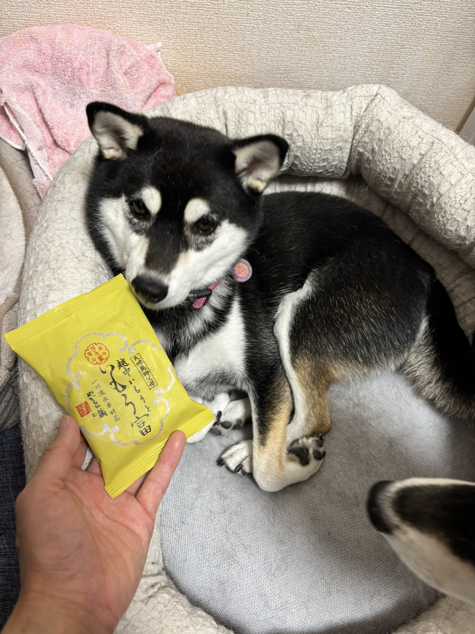 柴イヌ かんわいい〜🥰❤️ #柴犬 #しばいぬ #しば #柴 #shiba