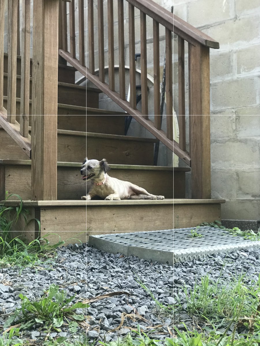 MMadriga6's tweet photo. This image of my dog Potato, placed at the lower-left point, draws focus. This placement creates a sense of balance, while the diagonal lines of the staircase add structure and depth to the image. #su2412 https://t.co/lCssH6F7R9