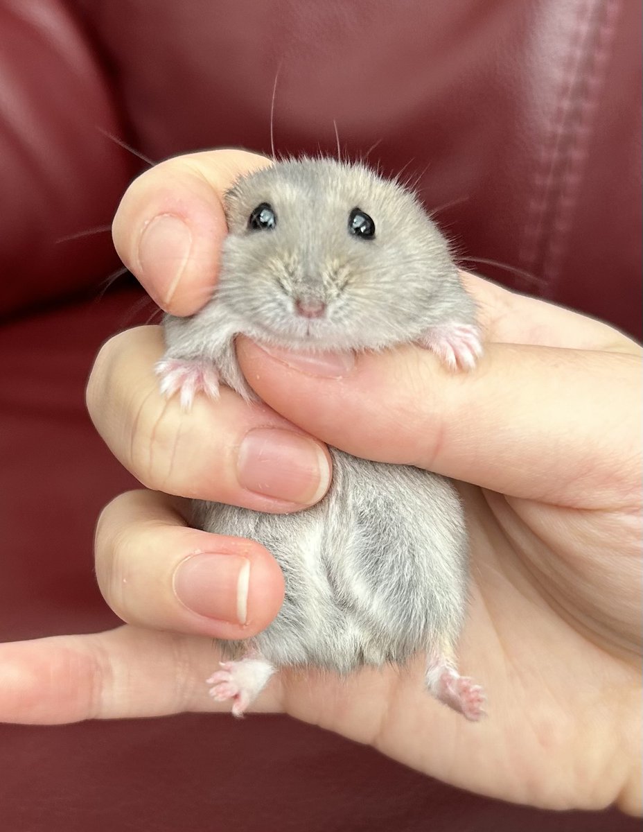 うんち丸の母、ぽこまろ