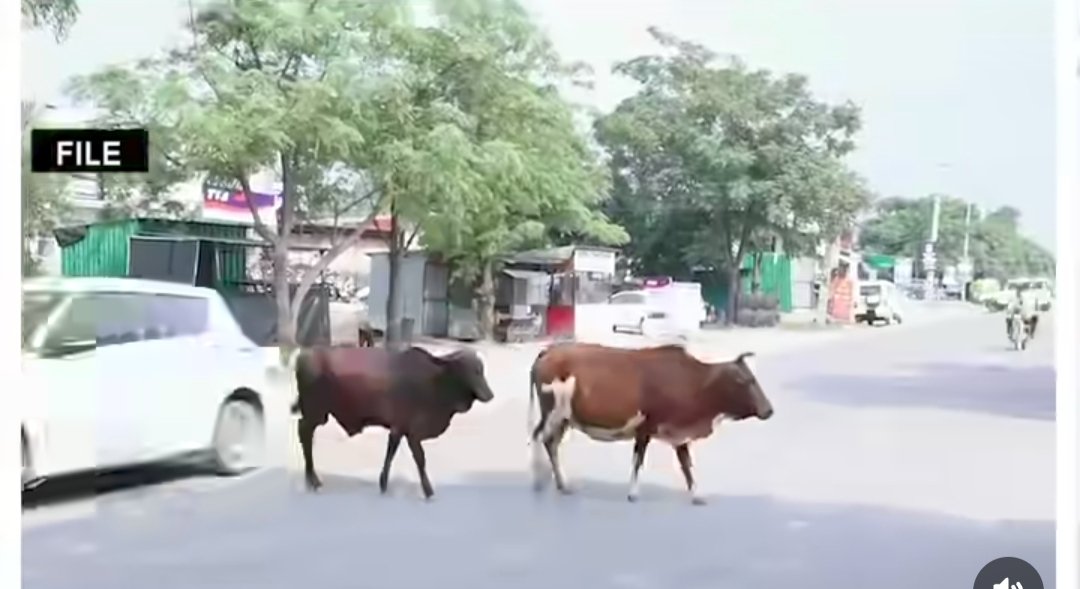 सड़को पर सरेआम बेलगाम आतंकवाद जिनकी वजह से एक घर का चिराग बुझ गया
गौ सेवा टैक्स देते रहो मौत को बुलाते रहो।
<a href="/AgrawalRMD/">Dr.Radha Mohan Das Agrawal</a> <a href="/BhajanlalBjp/">Bhajanlal Sharma</a> <a href="/BJP4India/">BJP</a> <a href="/BJP4Punjab/">BJP PUNJAB</a> कोई तो आवाज उठाओ इनके खिलाफ 
#RajveerJawanda #सड़को_पर_बेलगाम_आतंकवाद