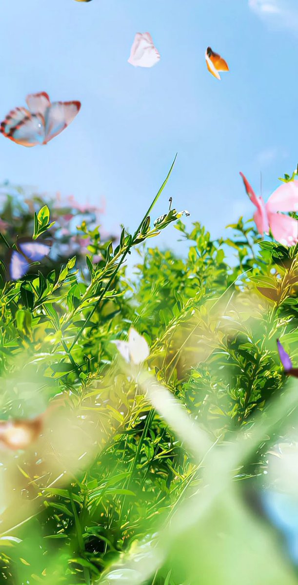 "Butterflies are nature’s proof that transformation is beautiful.🌸🤌
#sukoon 
#Peacemaker 
#peaceiswithinyou