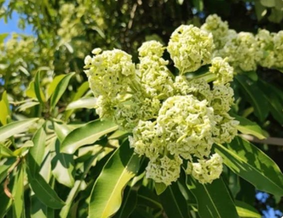 Seekr_of_Truth's tweet photo. Samjh nahi ata ye Khushboo h ya badbu 🫨🤧
Such a strong smell this tree emits and is spread throughout our neighbourhood 😫
I simply cannot escape this fella
#TreesofIndia
#Trees https://t.co/nLrcwC24dc