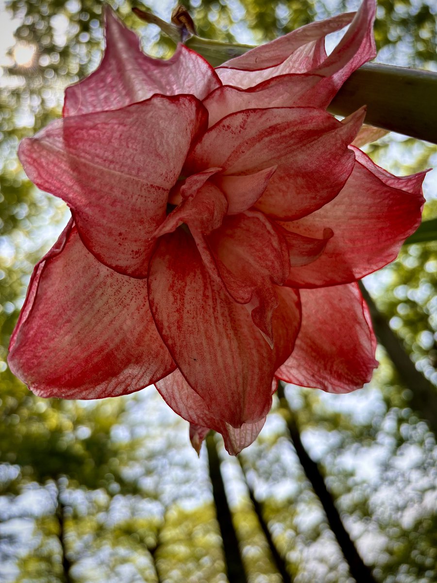 My Photography collection🔮📸

1️⃣. Roadside Harvest Vibes - 3.30 $xtz

2️⃣. Fern Glow - 2.20 $xtz

3️⃣. Autumn Path Glow - 5 $xtz

4️⃣. Earthward Angel - 5 $xtz

🔗🔻