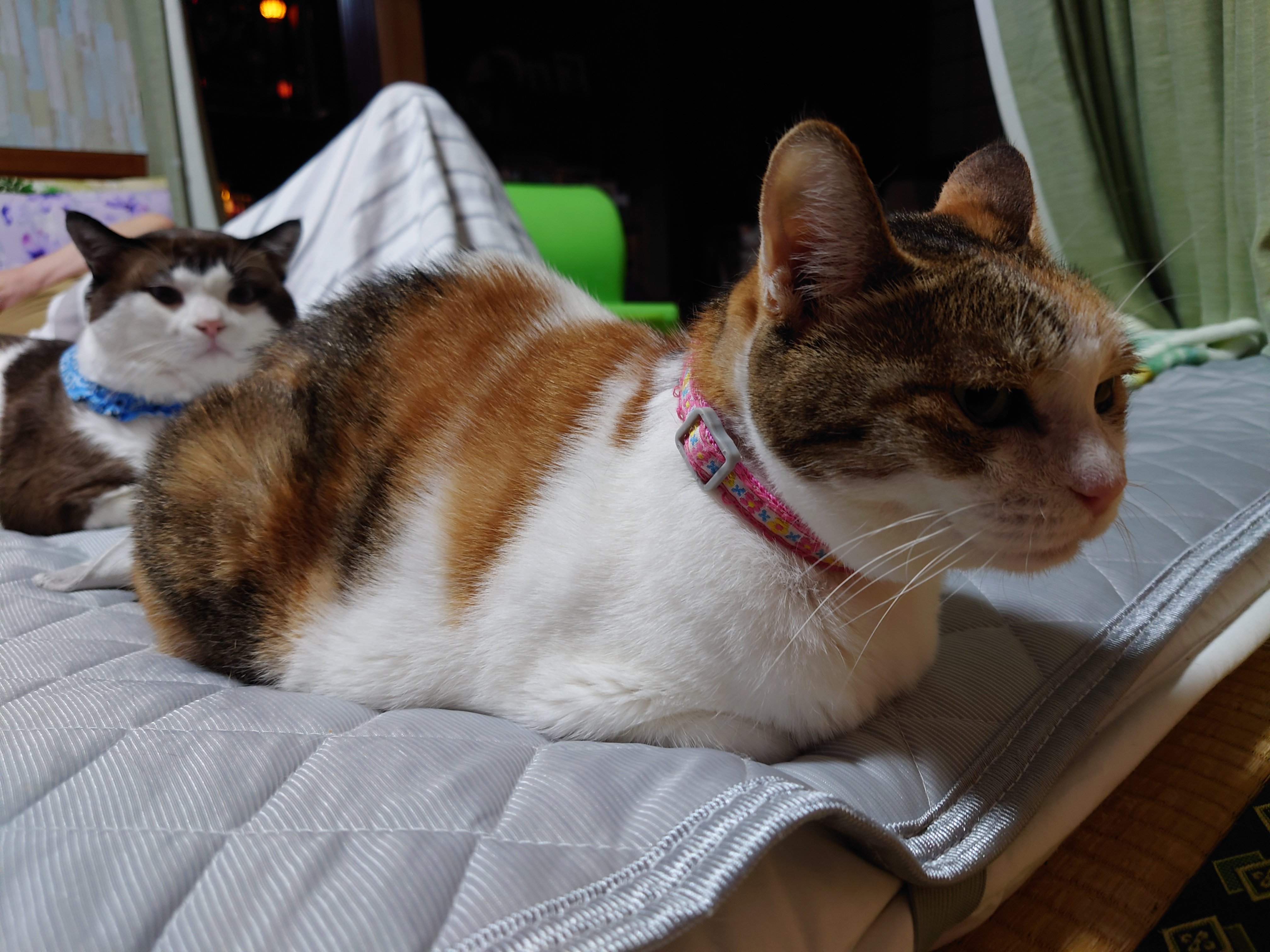 ♡ねむり猫様確認ページ♡ 猫宮の猫たち🐈🐈🐈 (@necomiyacats222) / X