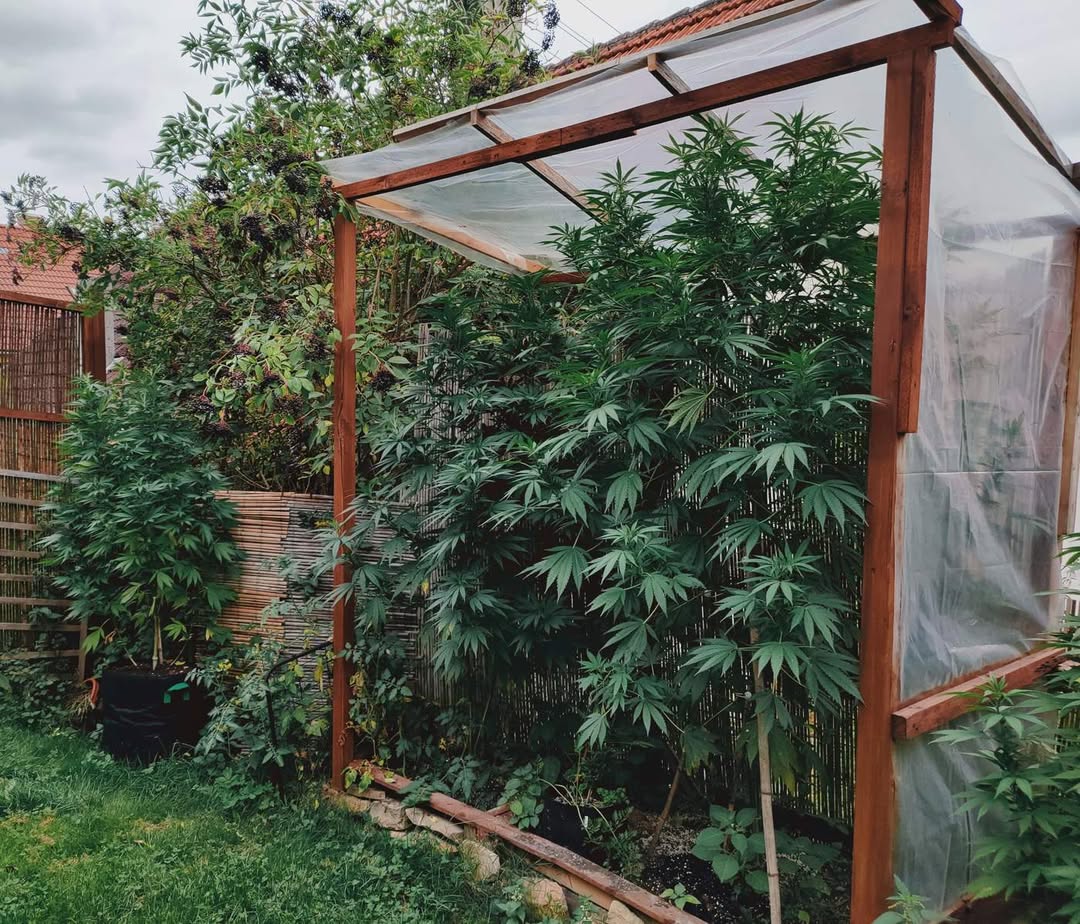 Show me your greenhouse! 👀