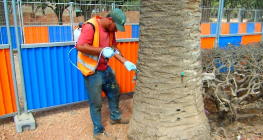 SOSPalm_Intl's tweet image. Nine years ago, the #SosPalm system was installed in the Arab League park in Casablanca (Morocco)

#sospalm #palmtrees #endotherapy #redpalmweevil #punteruolorosso #charançonrouge #palmtreesick #خنفساءالنخيلالحماء #datepalm #phoenix #washingtonia #sospalm #picudorojo #endoterapia