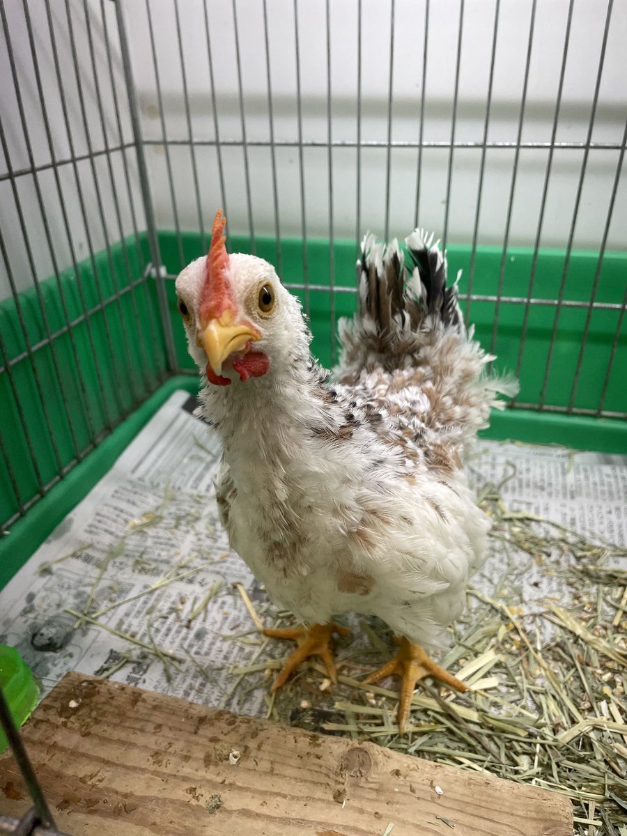bantam_chicken's tweet photo. 2年近く前にペットショップで見かけたこの子はいま元気かなぁ
家で迎えるか迷ってた子。
良い人の所にお迎えされてれば嬉しい。 https://t.co/oNDaqQMU52