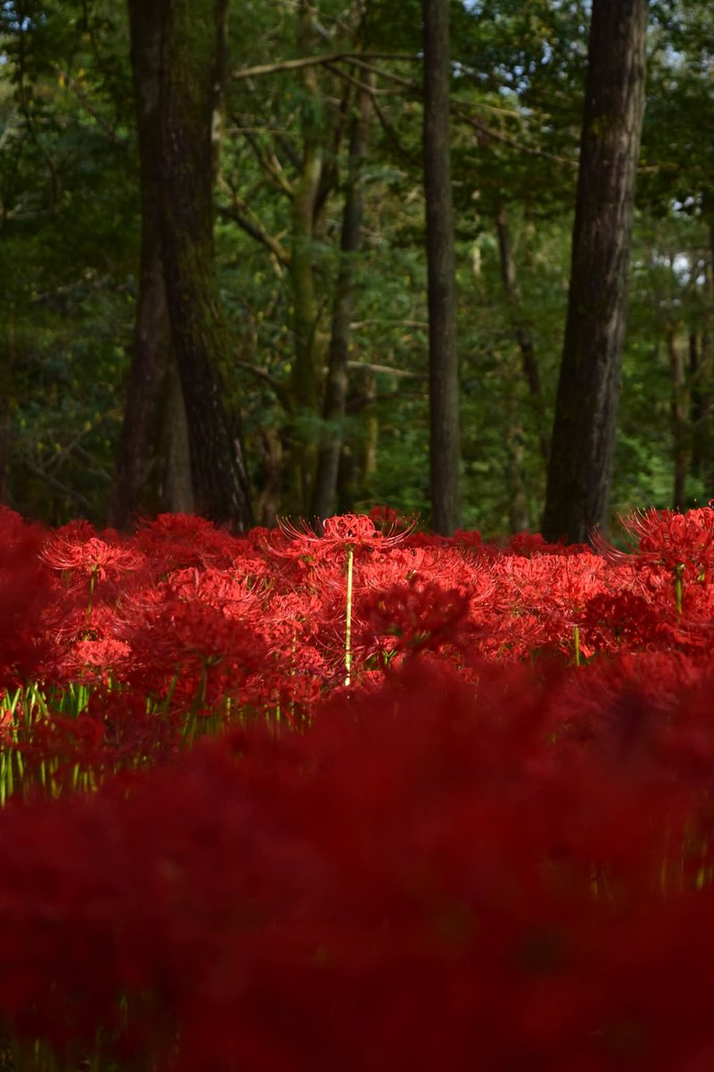 mido_u13's tweet image. 2025年9月
巾着田

花が密集して咲いてるエリアをよくよく眺めていると、頭1つ飛び出て咲いてる個体がけっこう目につく

そういうのを狙って撮りがち
なんか好きなんですよね
ちょっとだけ目立っちゃってる感じが

#巾着田
#曼珠沙華
#彼岸花
