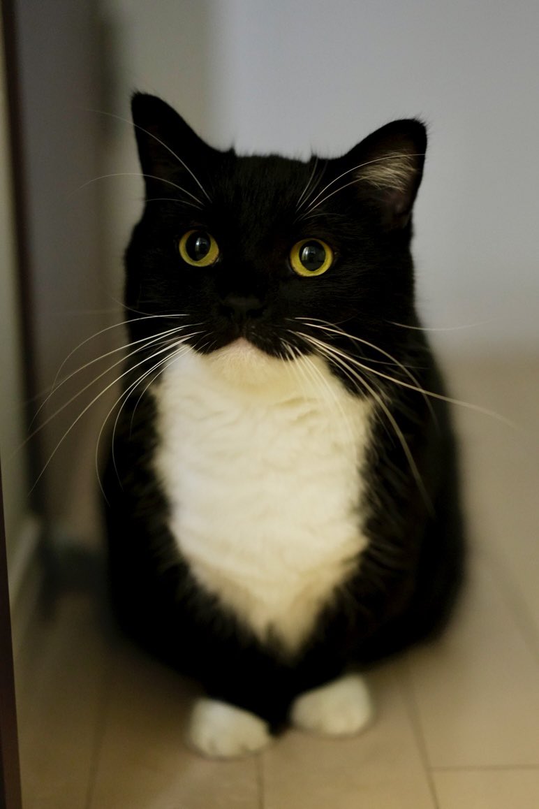 unicouniuni3's tweet image. Who could say no to this face when he wants treats?