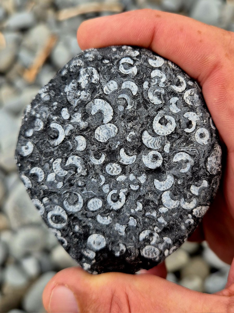 cormac_mcginley's tweet image. Goniatite fossils packed throughout this piece of shale. The shells of these ancient relatives of Squid and Octopus must have littered the sea floor that covered this part of the earths surface over 300 million years ago.
County Clare, Ireland