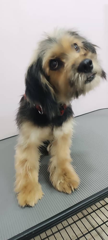 Esta perrita fue encontrada hoy 7 de Octubre en horas de la tarde corriendo desorientada y toda mojada por  Las Acacias, Caracas.  No está en Adopción, buscamos a sus dueños. Solo se entregará a sus dueños comprobables. De no aparecer se le buscará un hogar. 0414.398.89.24.