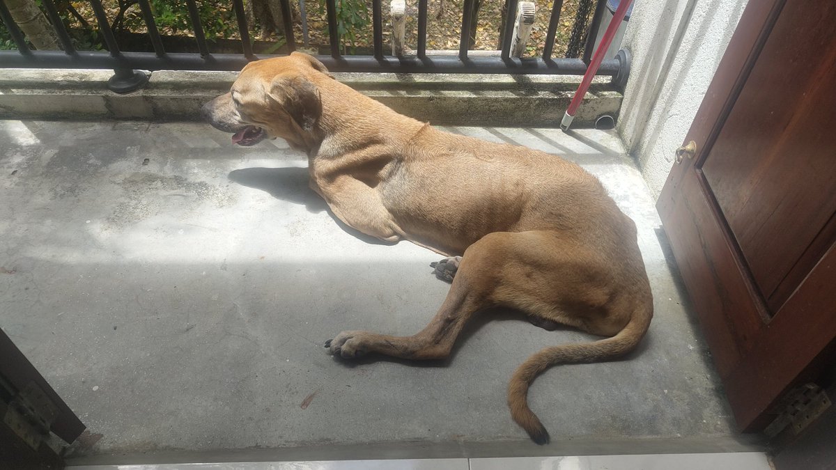 It's turtles all the way down! tweet media