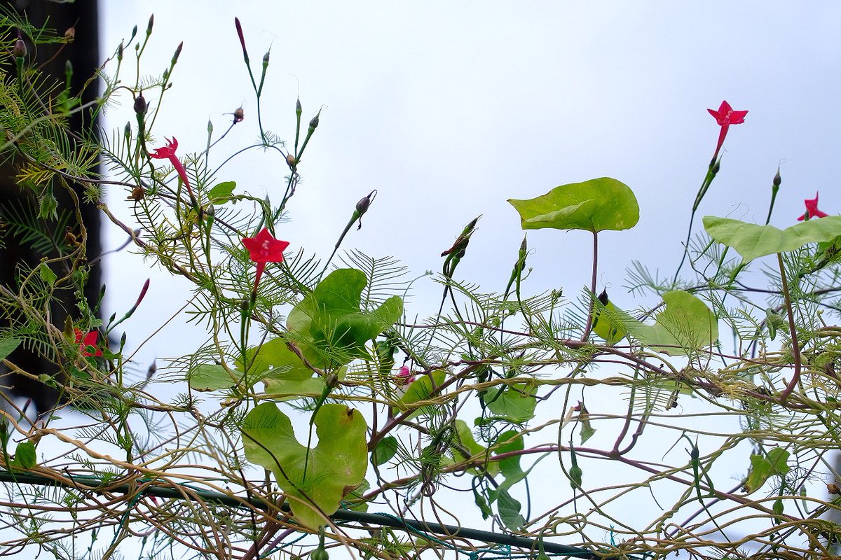 「大好きなルコウソウの花。端正な佇まいもさることながら、縷紅草という名前がポイント」|日高トモキチ@暖機運転中のイラスト
