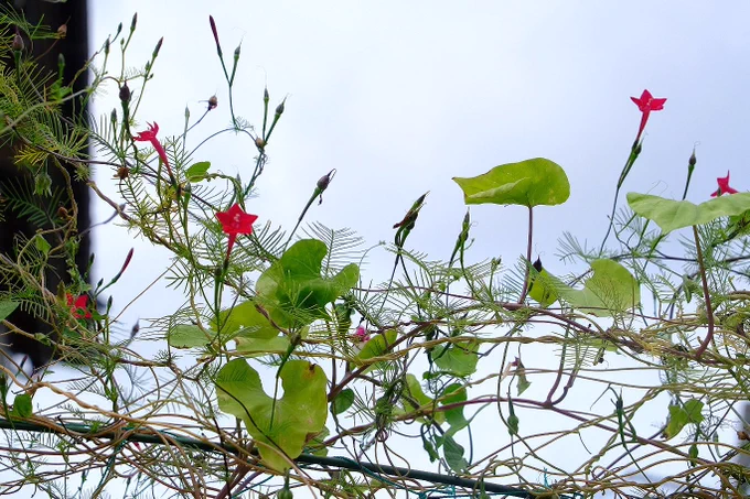 大好きなルコウソウの花。端正な佇まいもさることながら、縷紅草という名前がポイント高い。しりとりでは貴重な「る」で始まる単語である。花のつくりが示す通りアサガオの仲間であり、分類としてはどちらもヒルガオ科サツマイモ属になる。さつまいも強し。10月9日。