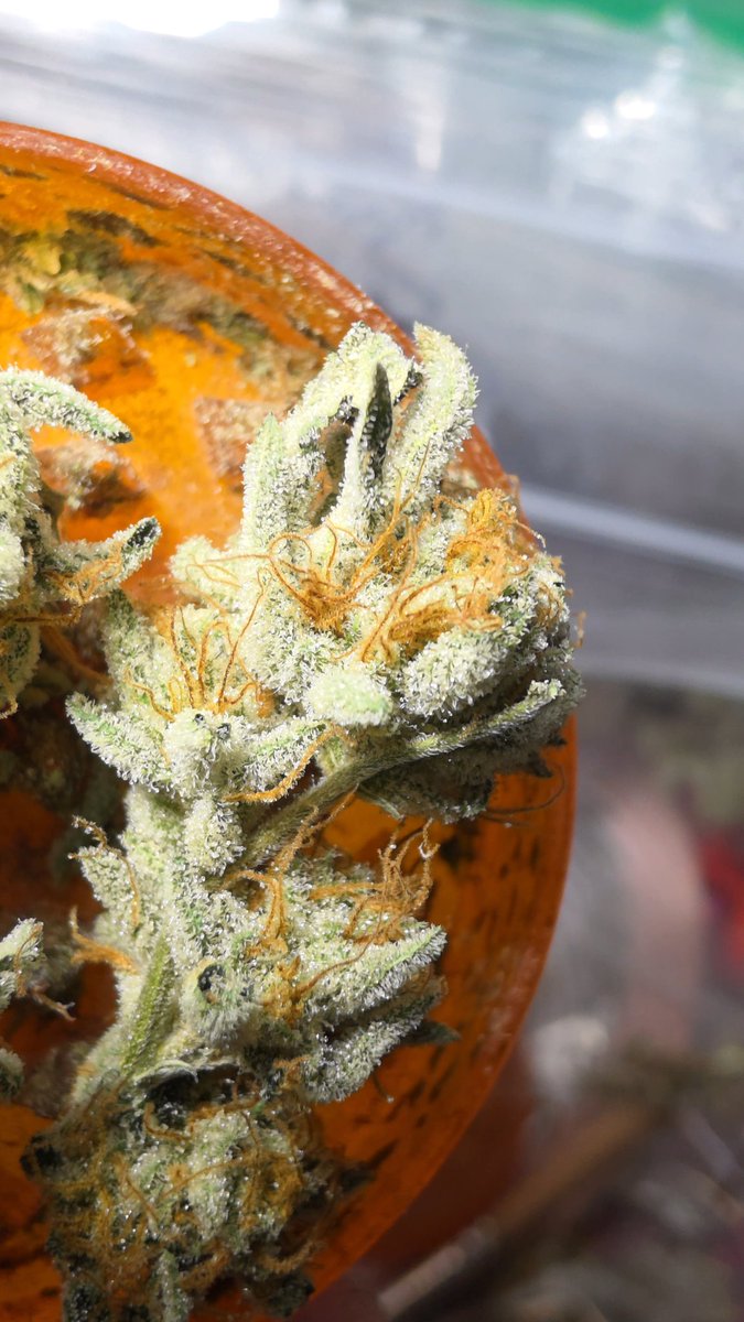 SaskGrown's tweet photo. Platinum OG-D from inhouse Genetics https://t.co/pqI3GbqhY3