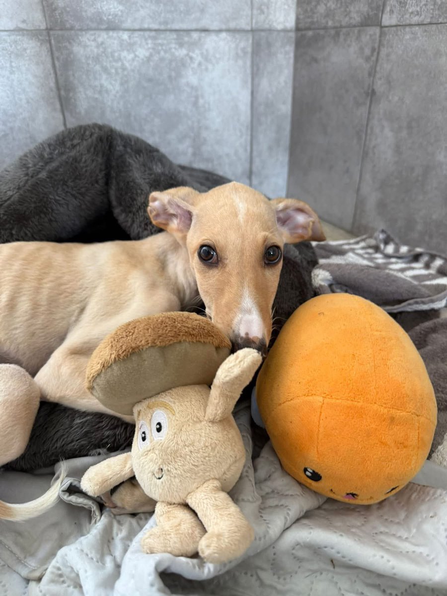 GalgosdelSol's tweet image. Update on Bram. 
He had some more tests done and he’s been referred for a CT scan for a suspected Diaphragm hernia. 
He goes on Friday and we will have the results quickly. The poor chap isn’t really growing and is still very delicate. 
We’ve had a few die from this condition…