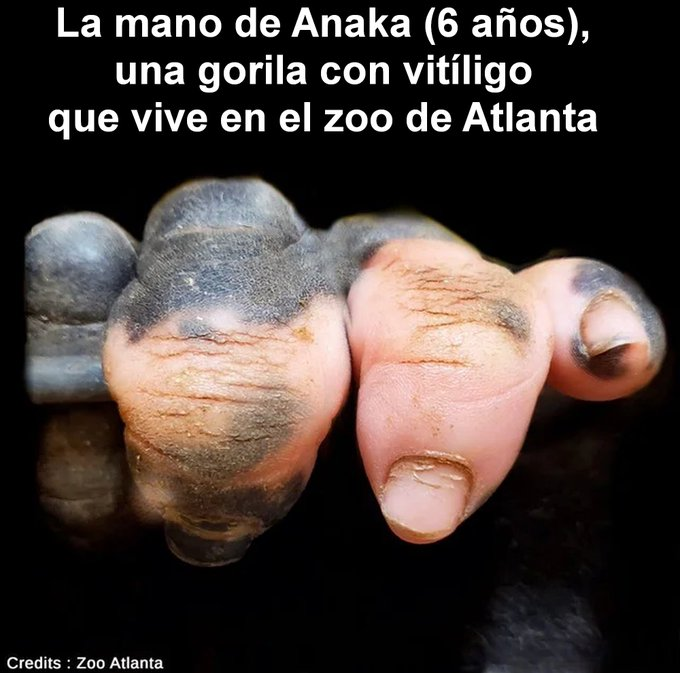 Xosé Castro🏳️‍🌈🏳️‍⚧️ tweet media