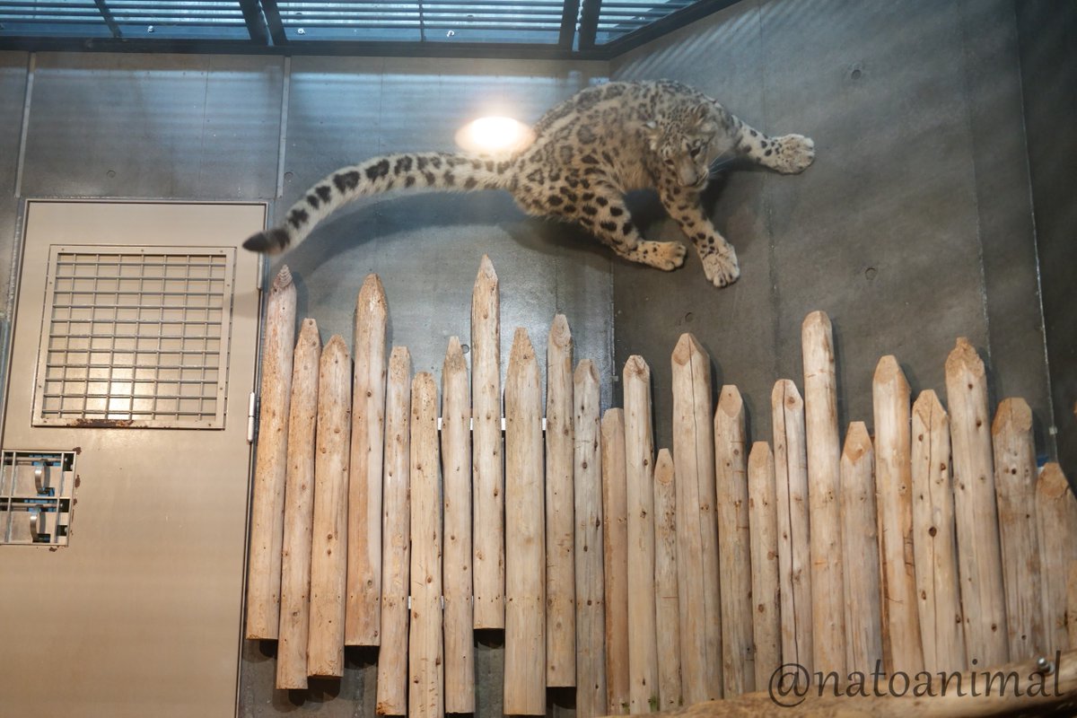 Another snep aurrrrs lonely
Log is slowly taken
When the snepper eats the pepper
Who are we, 6 7?

In your pumpkin
In your pumpkin
Snow leopard, snow leopard, snow leopard ard ard
What's in your pumpkin?
In your pumpkin?
Snow leopard, snow leopard, snow leopard ard ard ard ard