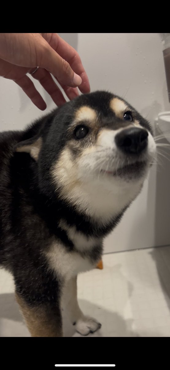 ぽんぽんポン助 (@ponpon_PONSUKE_) / Posts / X