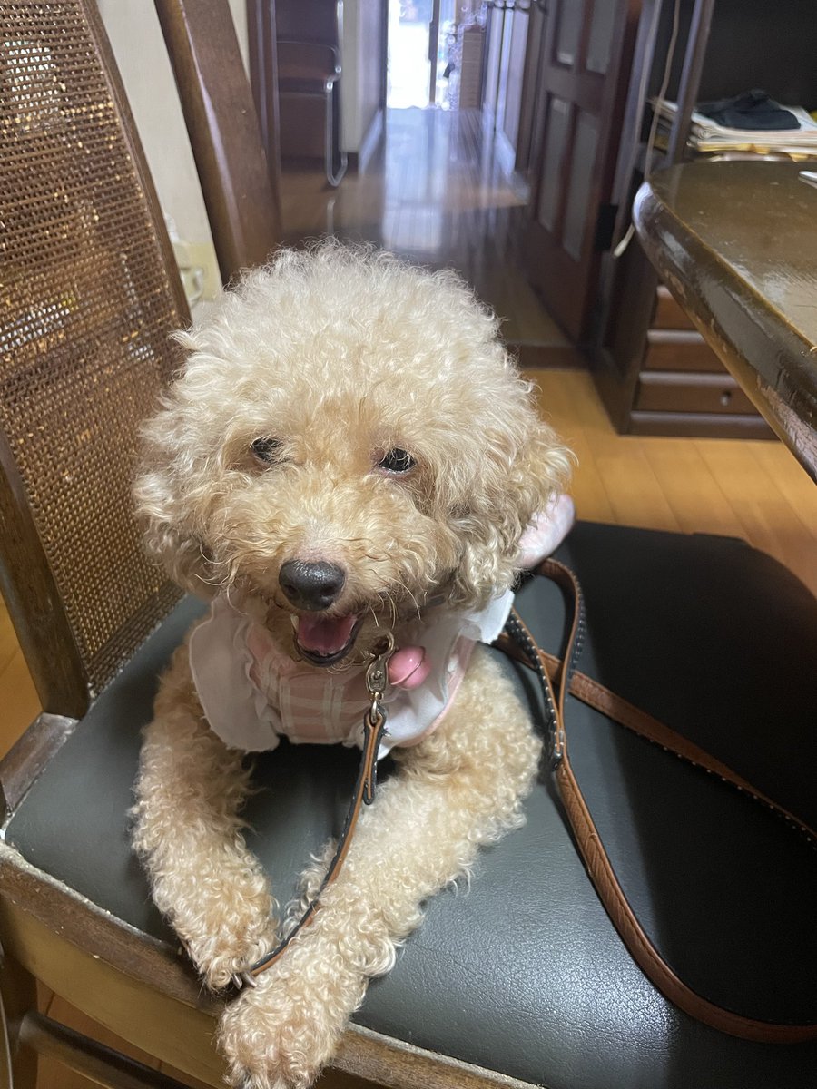 今日のお月様•*¨*•.¸♬︎
伝わり難いけど大きな月🌝

今日の休みも父宅へ…
コーギーゆきは、来て早々
ブスくれ、早く私の家に帰りたいと態度で示す🤣

さすがの父も気づいた

トイプーくぅちゃんは呑気

#今日の月 #満月 #撮影下手
#父 #介護問題 
#コーギー #トイプードル