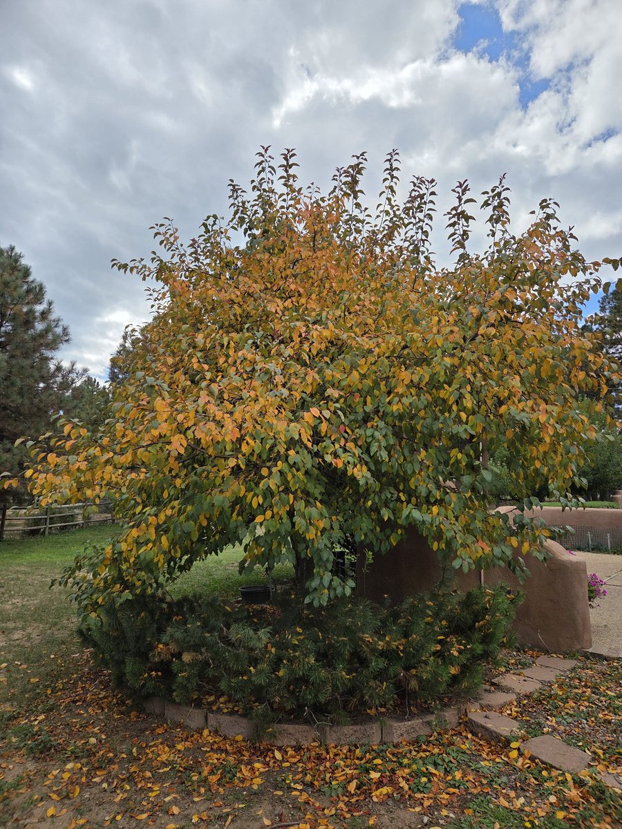 Suzanne35187794's tweet image. Good glorious fall morning to all!