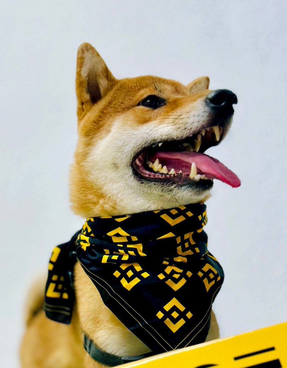 <a href="/TrustWallet/">Trust Wallet</a> <a href="/JesuslVivas/">Jesus</a> <a href="/elonmusk/">Elon Musk</a> Woof 🐶