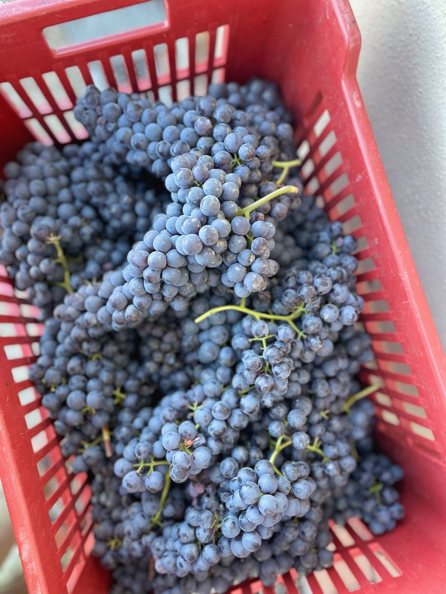 Cogno Wines l Barolo Ravera tweet media