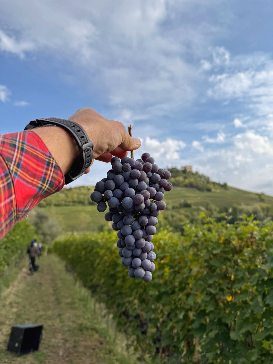 Cogno Wines l Barolo Ravera tweet media